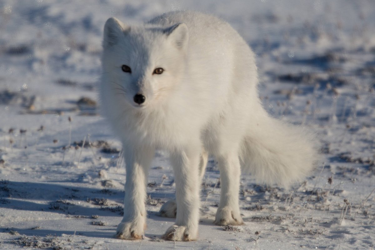 Песец подмигивает