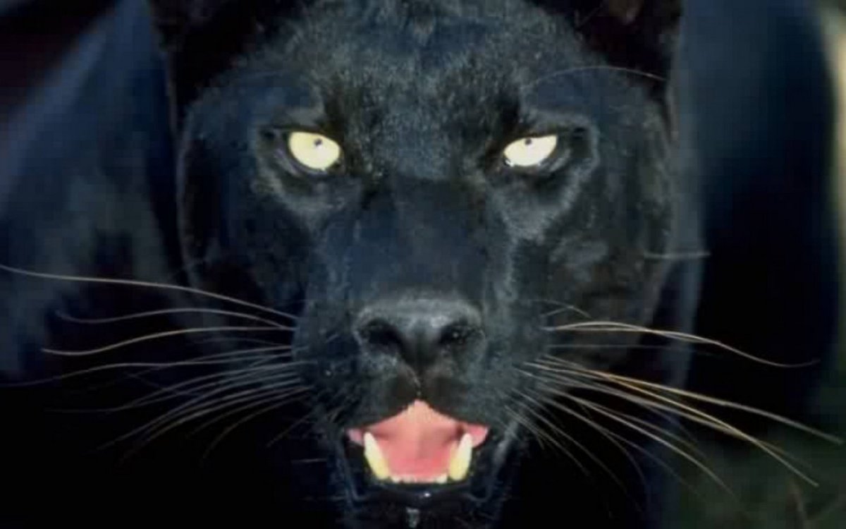 Пума меланист