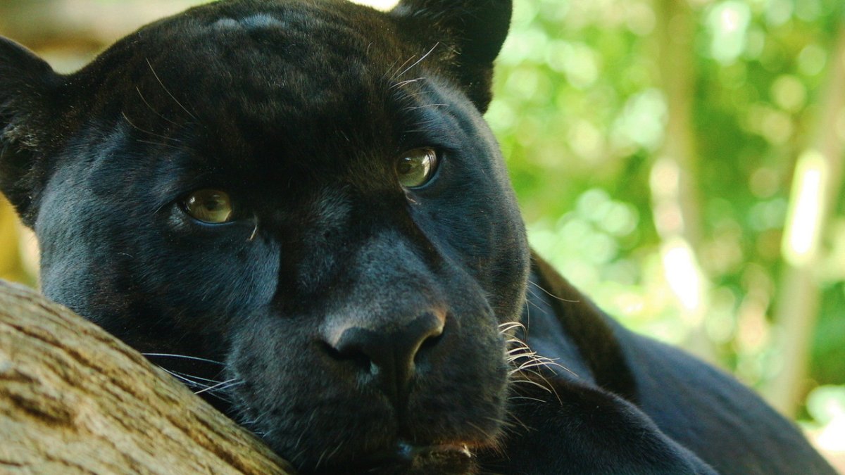 Черная пантера Багира