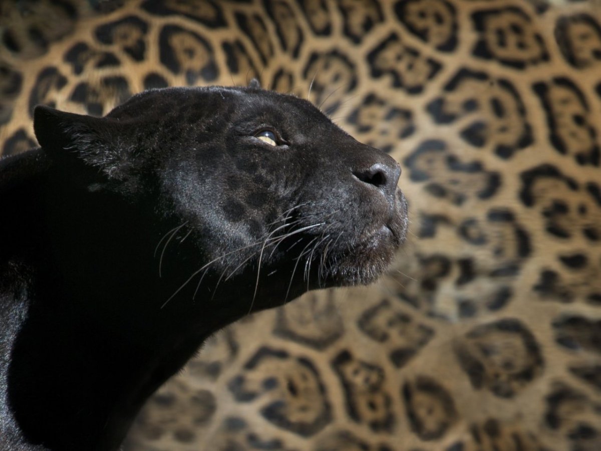 Пантера светлая