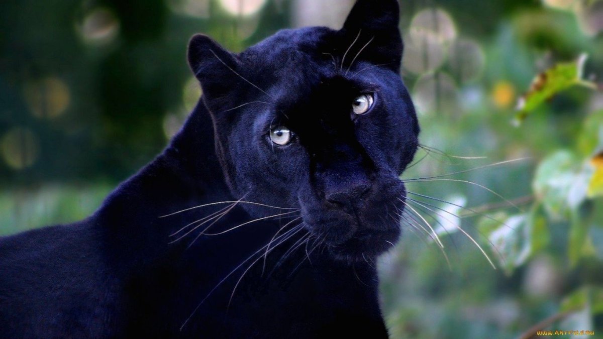 Пума меланист