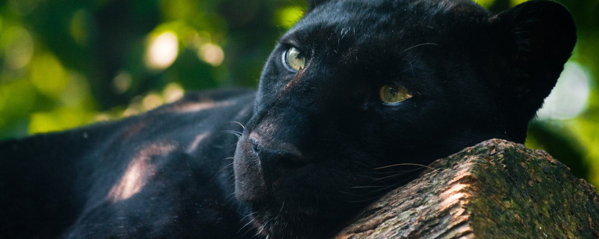 Леопард меланист