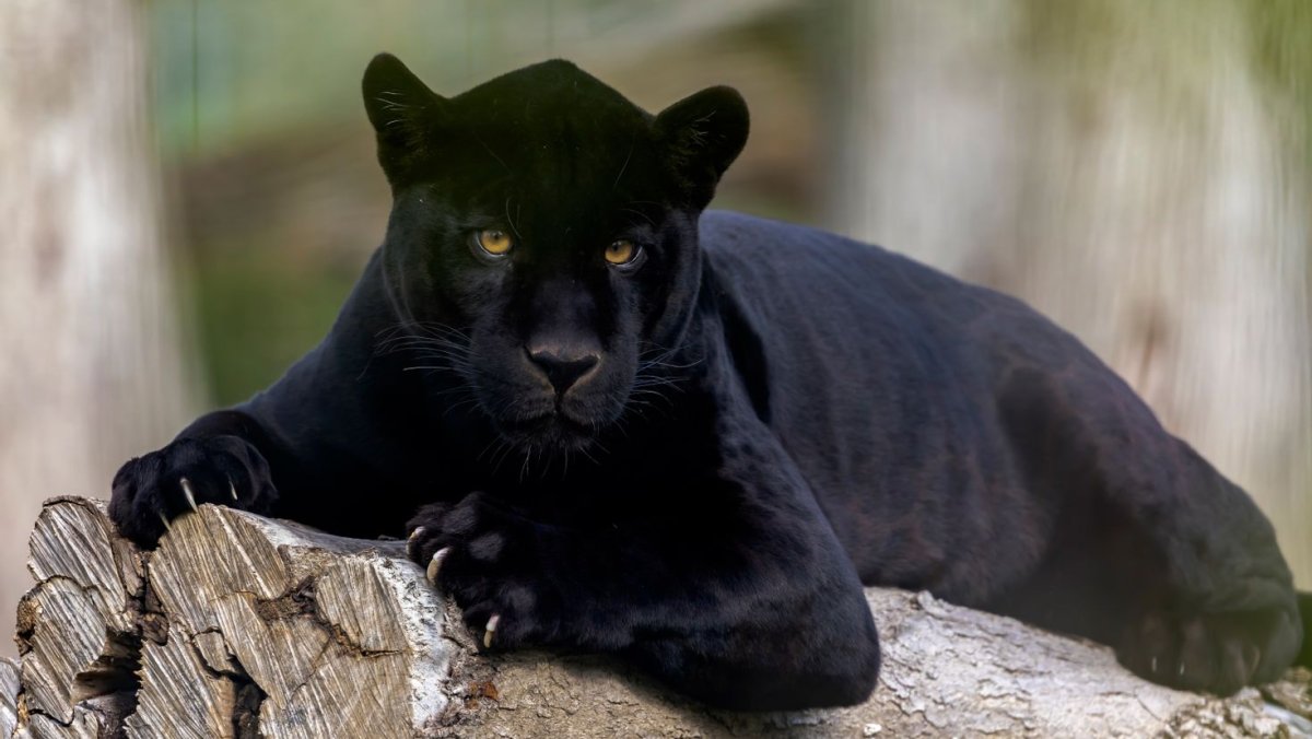 Тотемное животное черная пантера