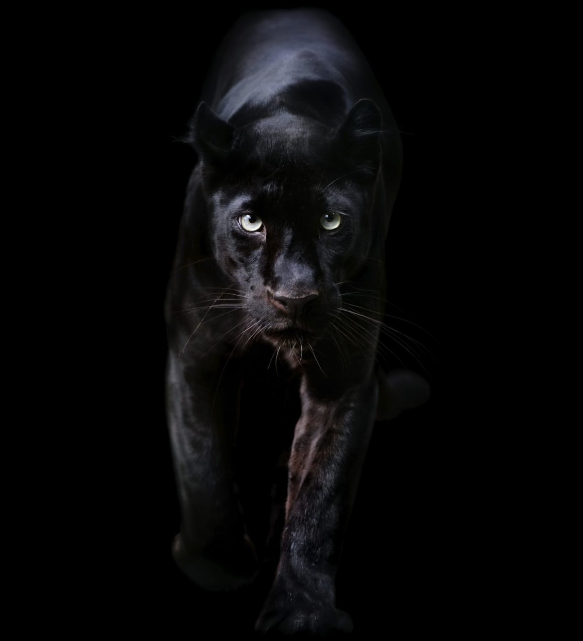 Культ пантеры