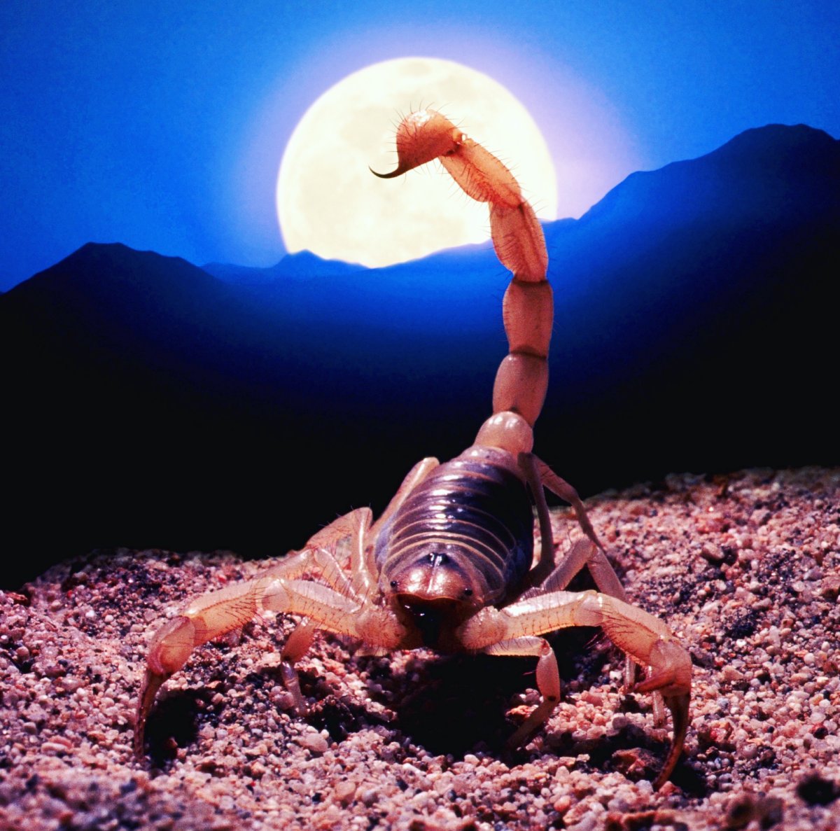 Скорпион Огненный знак