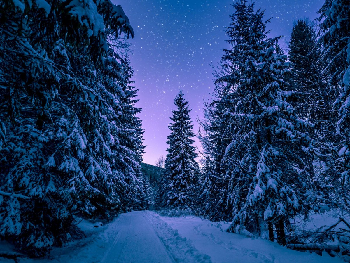 Зимний лес ночью