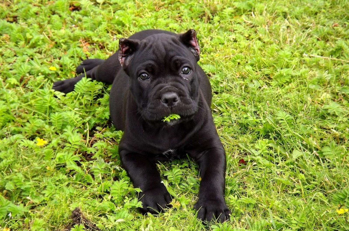 Кане Корсо собака