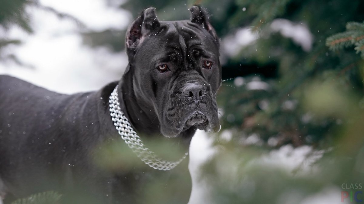 Кане Корсо собака