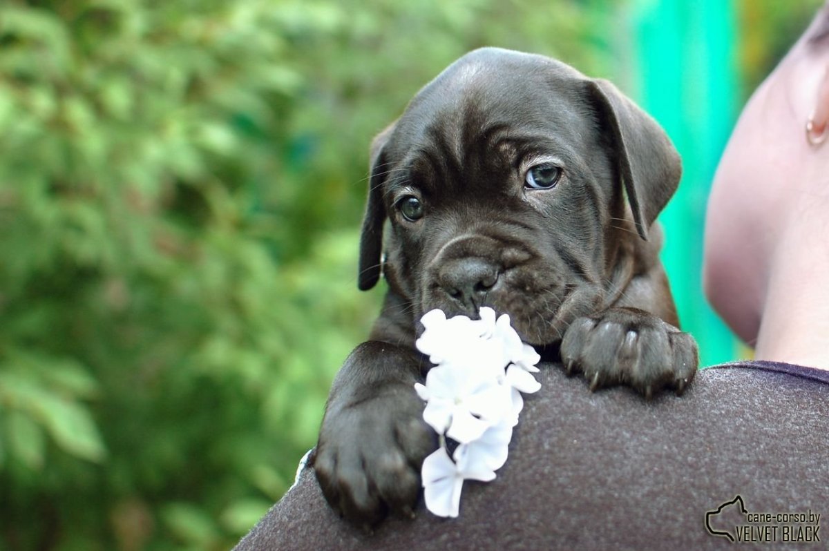 Щенки Кане Корсо коричневые