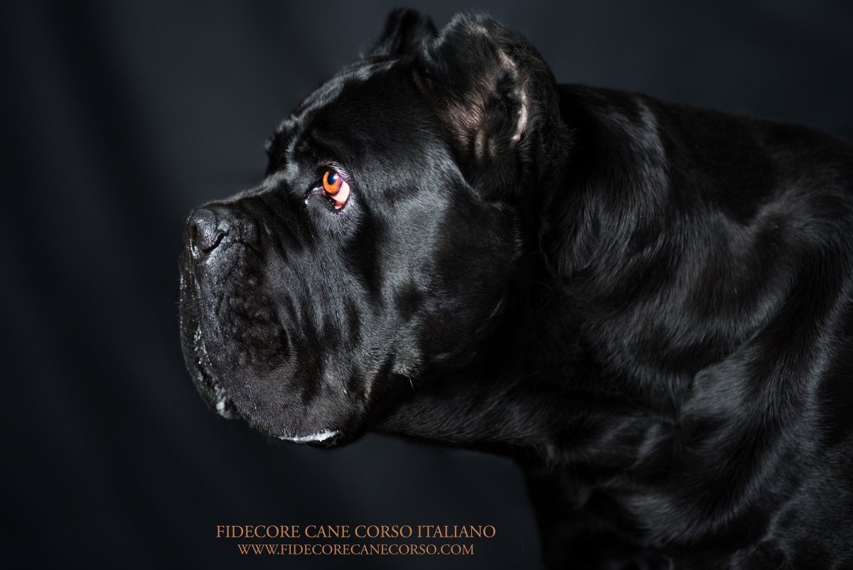 Кане Корсо черный