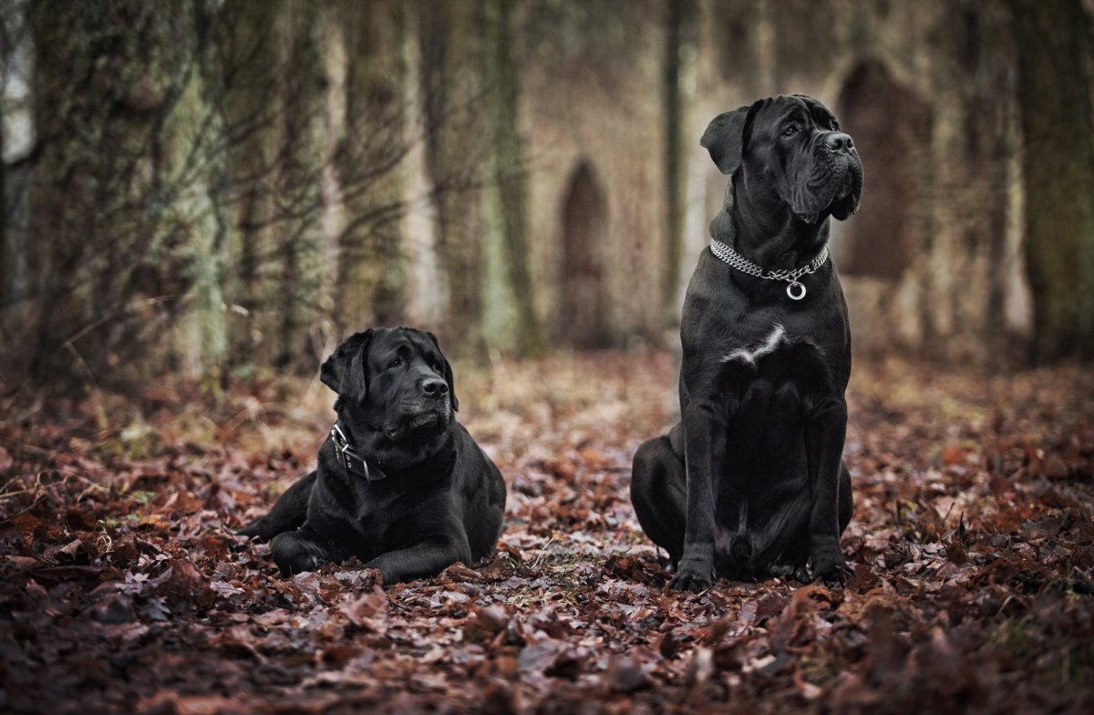 Кане Корсо серый