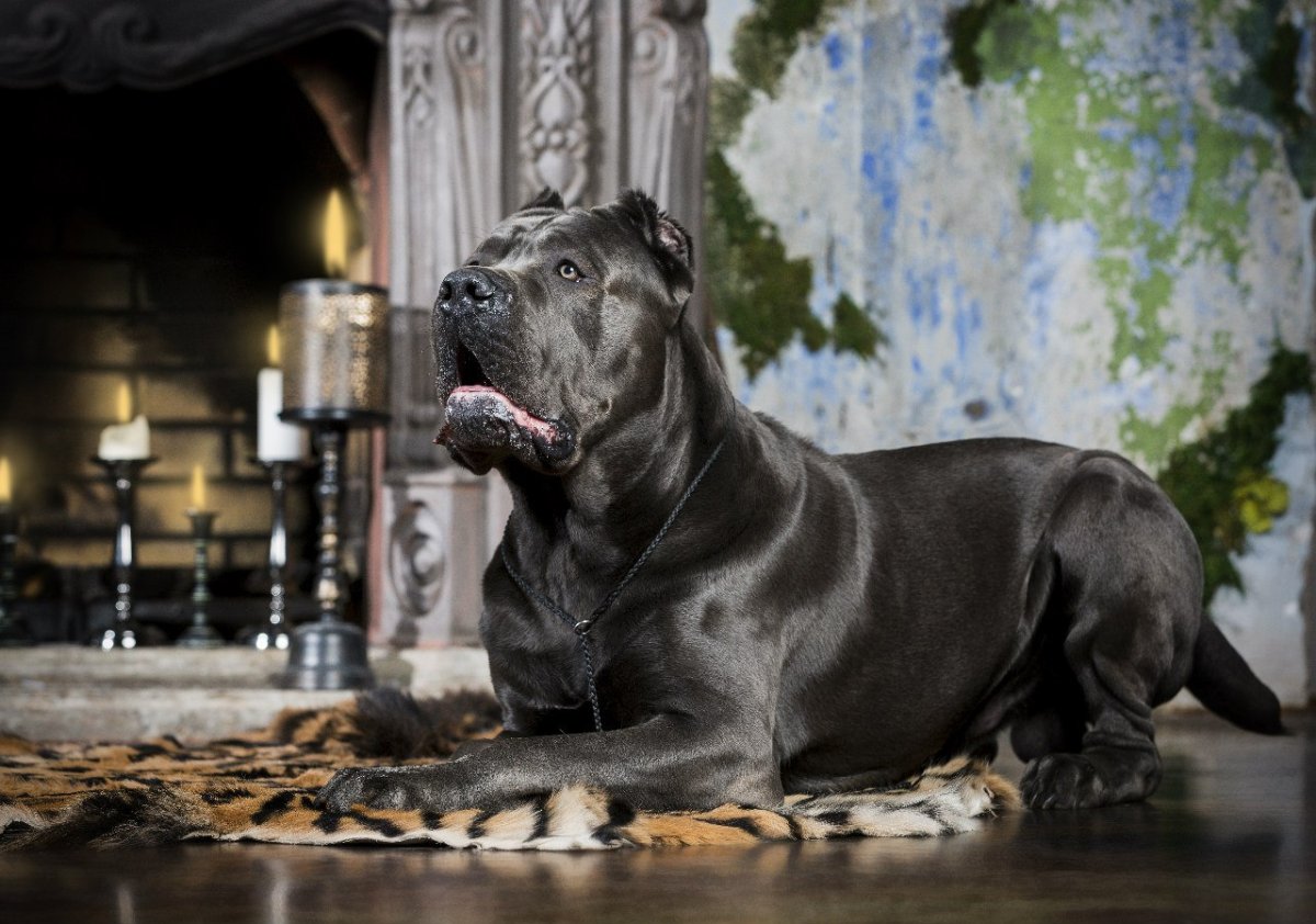 Кане Корсо Гладиатор