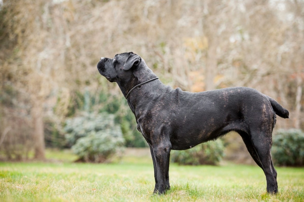 Кане Корсо Виконт