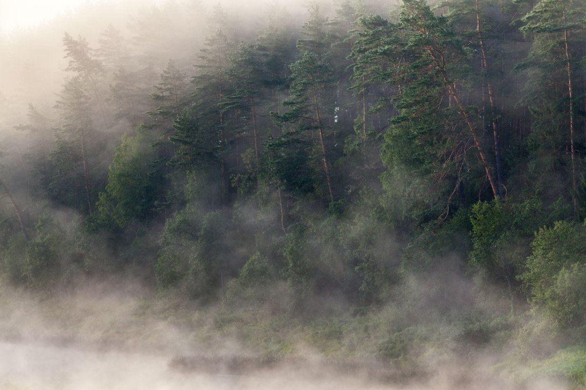 Плотный туман в лесу