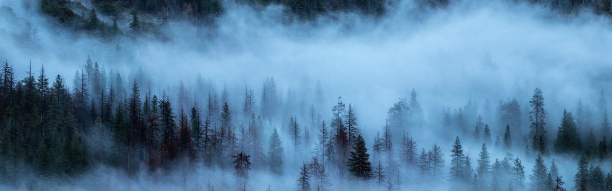 Темный лес панорама