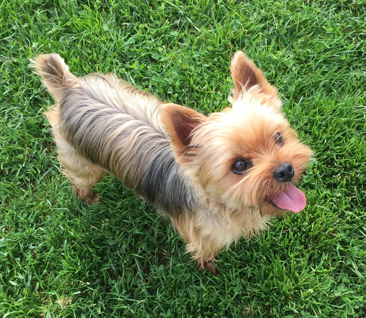 Померанский шпиц породы собак