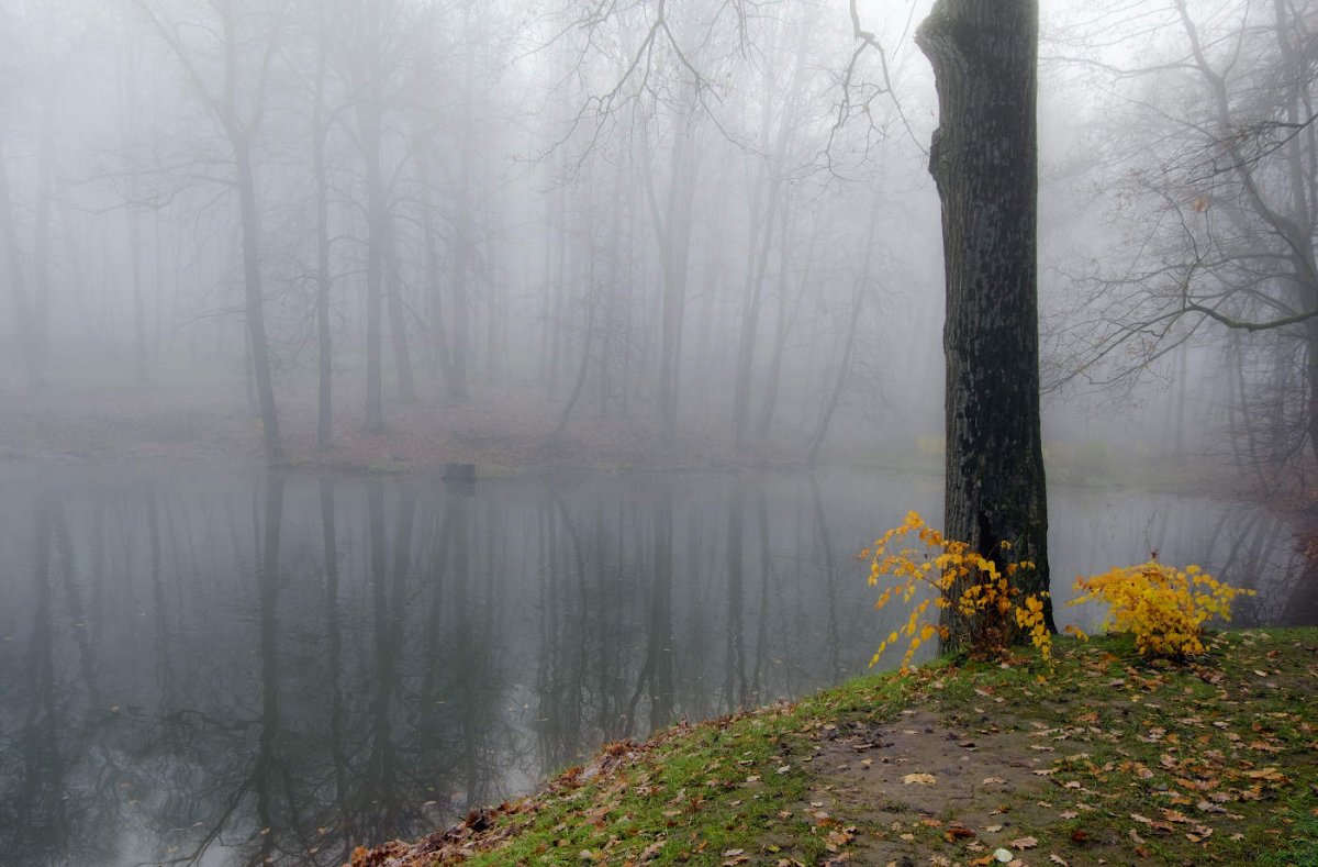 Туманный день