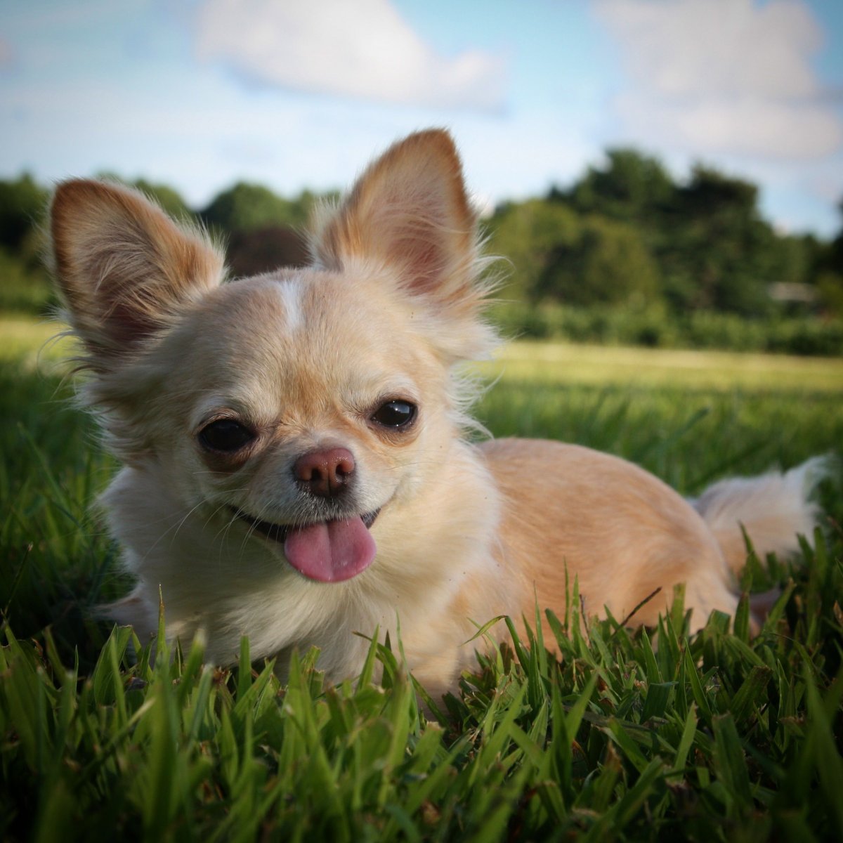 Маленькие собачки с большими ушками