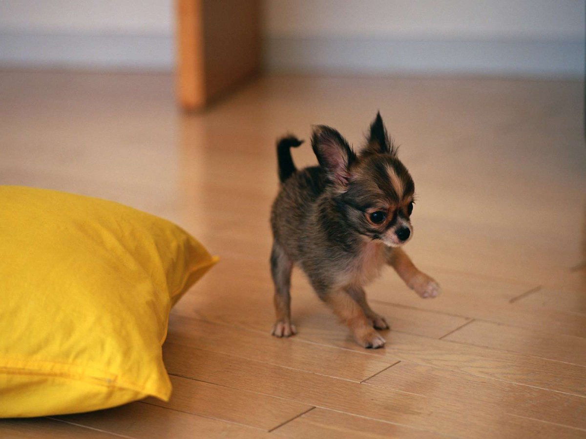 Животные в розовой одежде