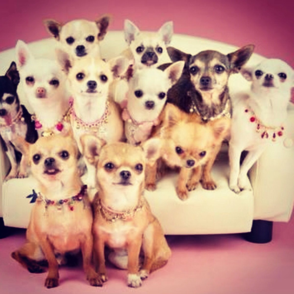 Собака Йоркширский терьер девочка