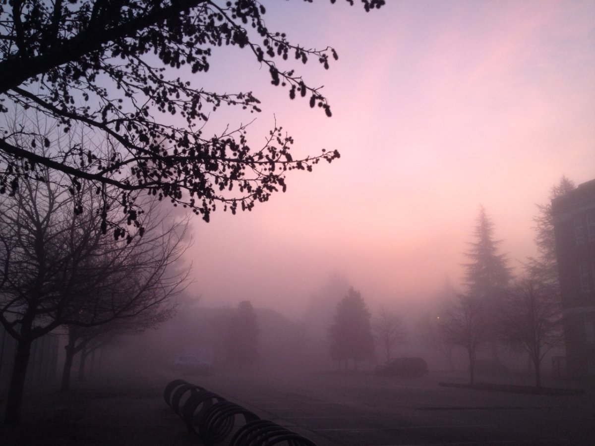 Лес в тумане Эстетика