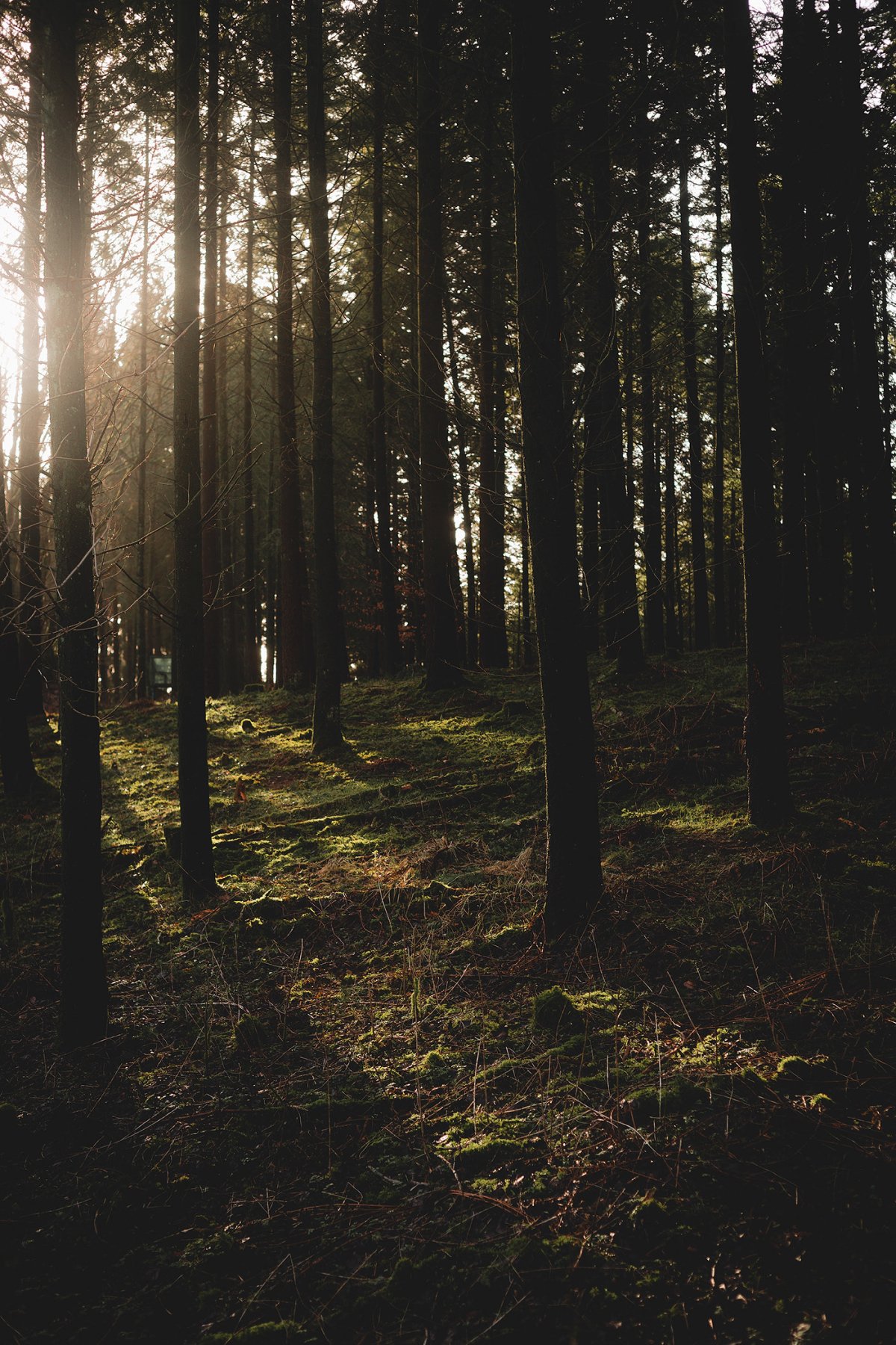 Место в лесу