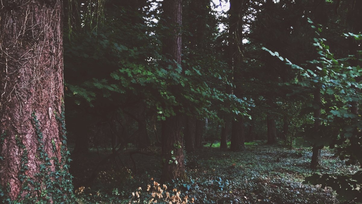 Лес Эстетика