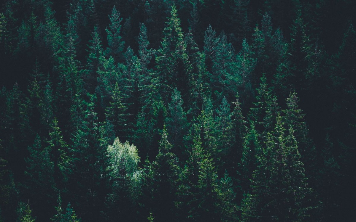 Туманный лес Эстетика