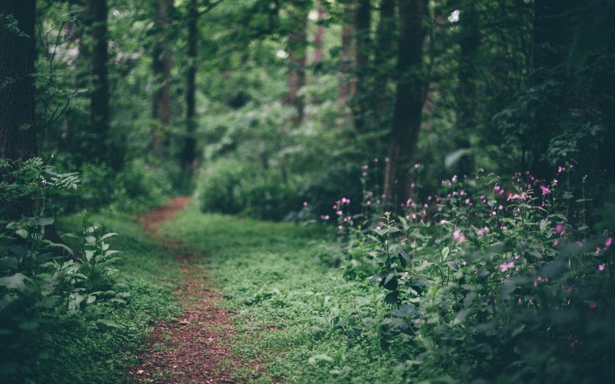 Природа леса Эстетика