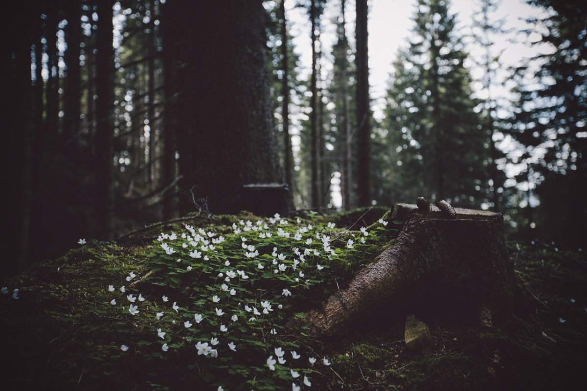 Эстетика природы