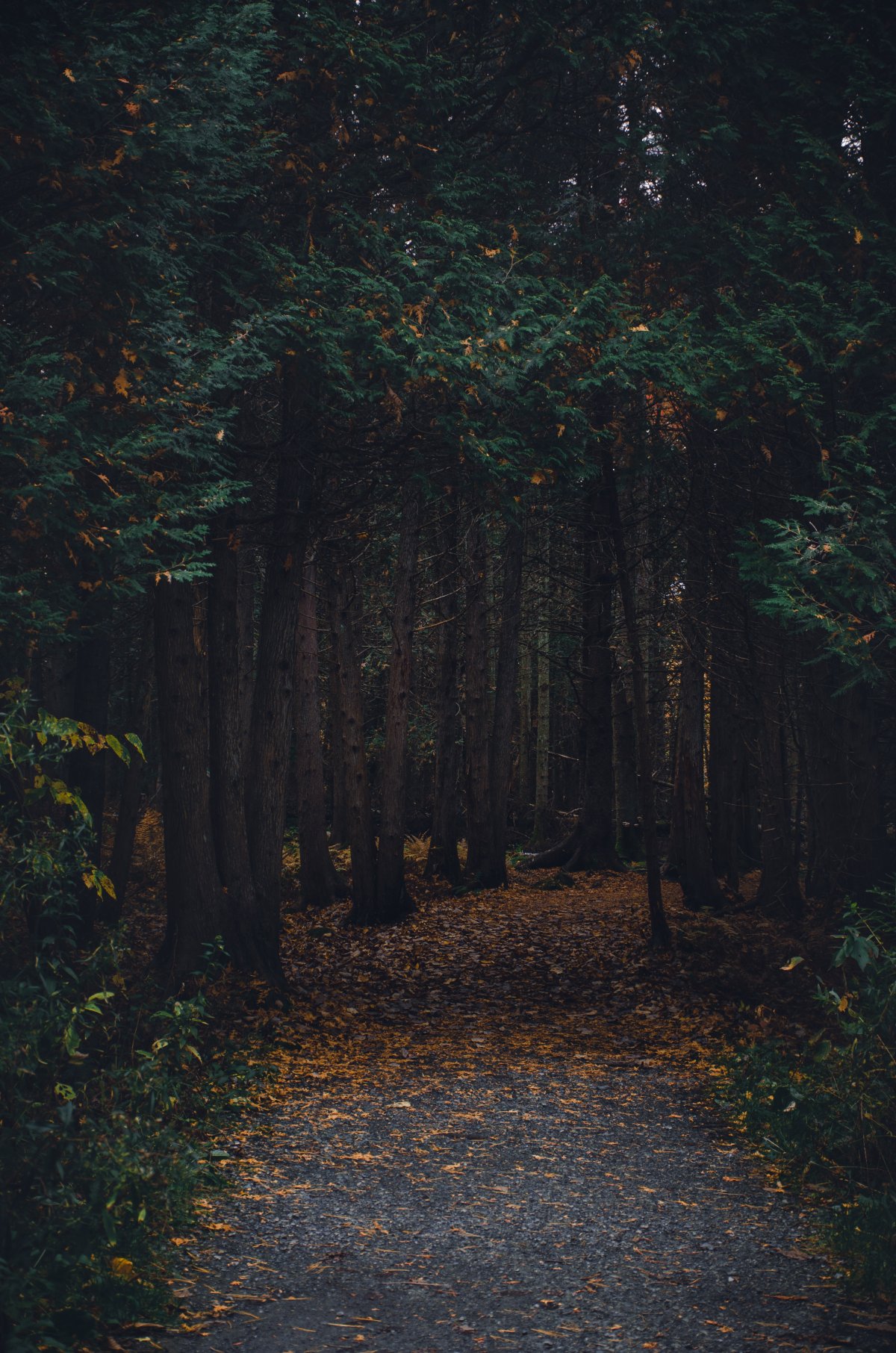 Тропинка в джунглях