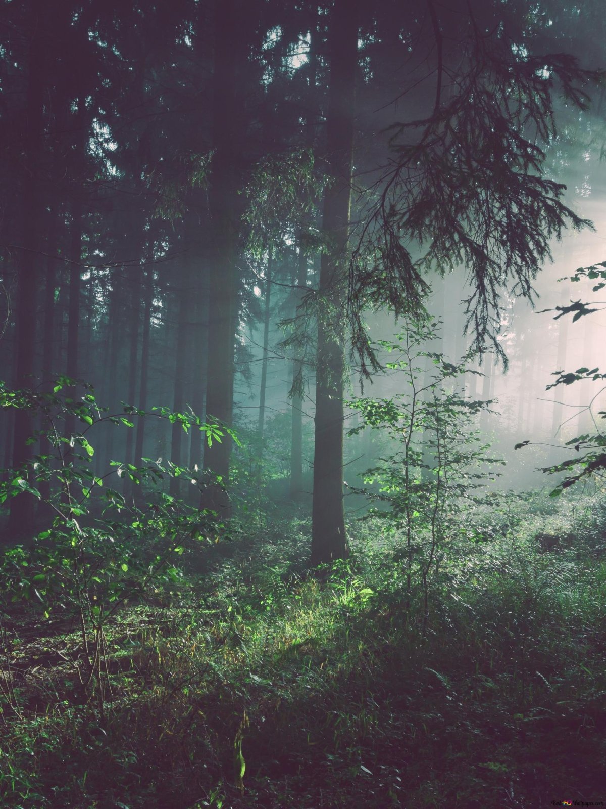 Эстетичные места в лесу