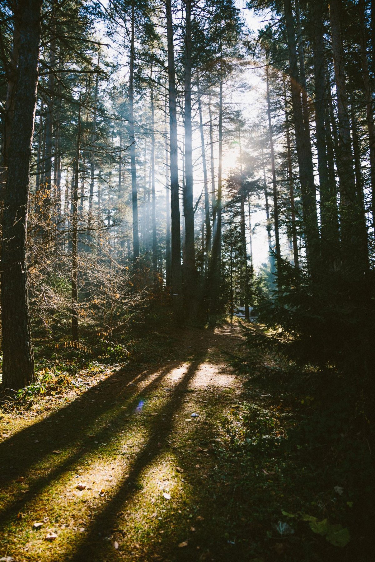 Лес Эстетика тумблер