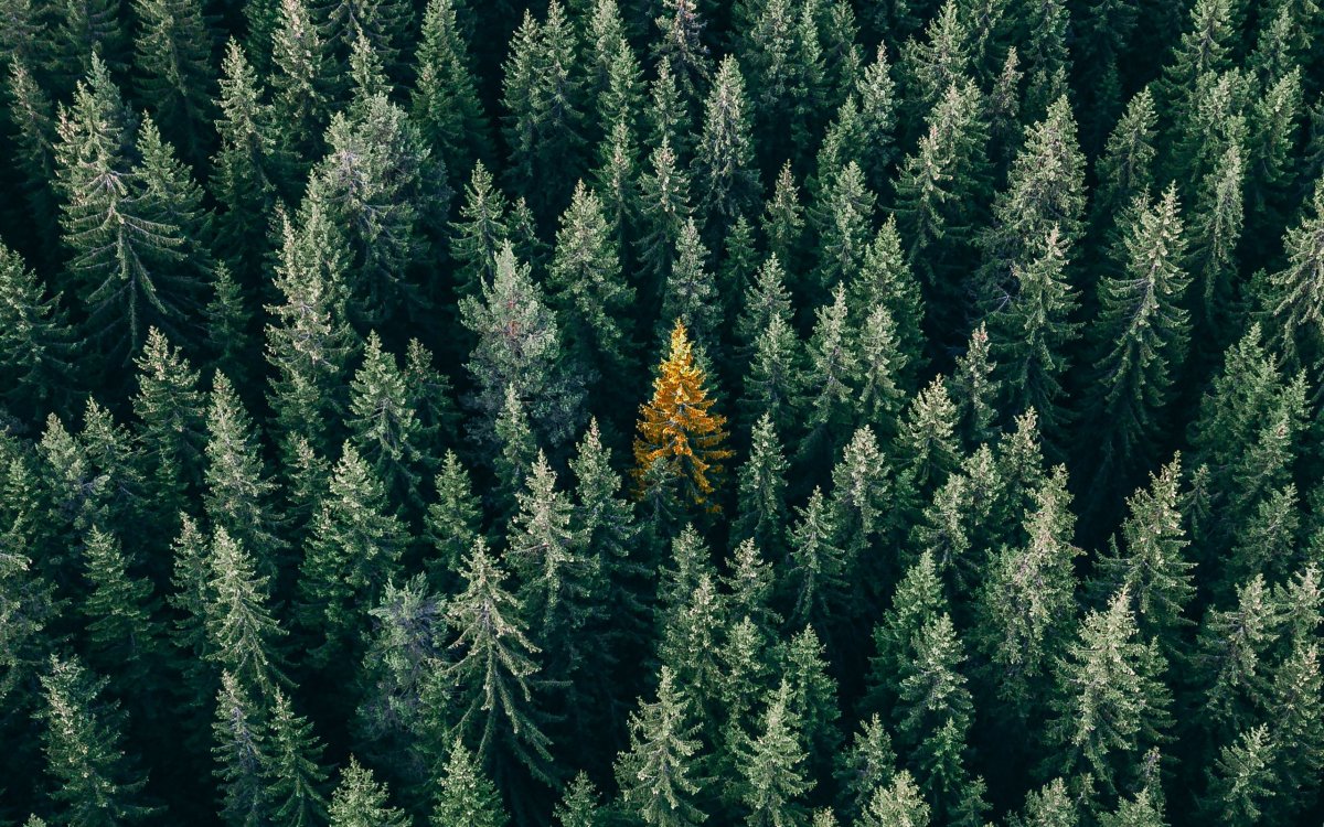 Лес Эстетика горизонтально