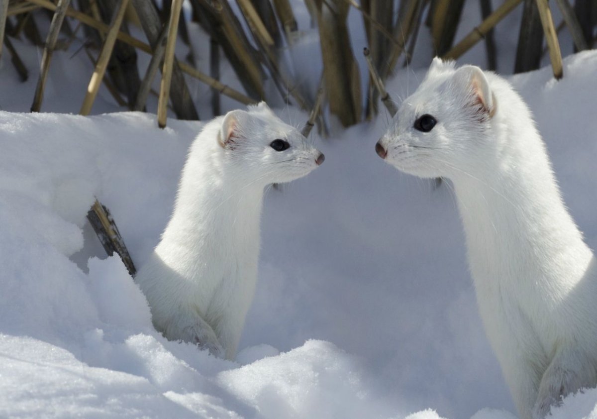 Солонгой Забайкальский