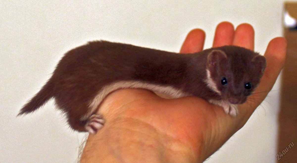 Тропа белой ласки