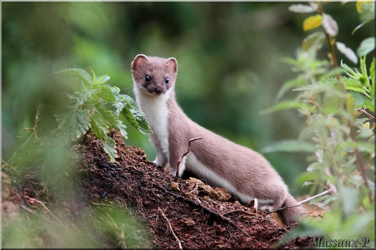 Солонгой Забайкальский