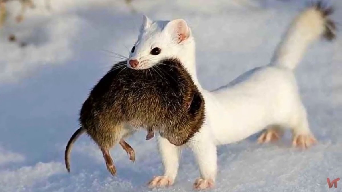 Американская норка белая