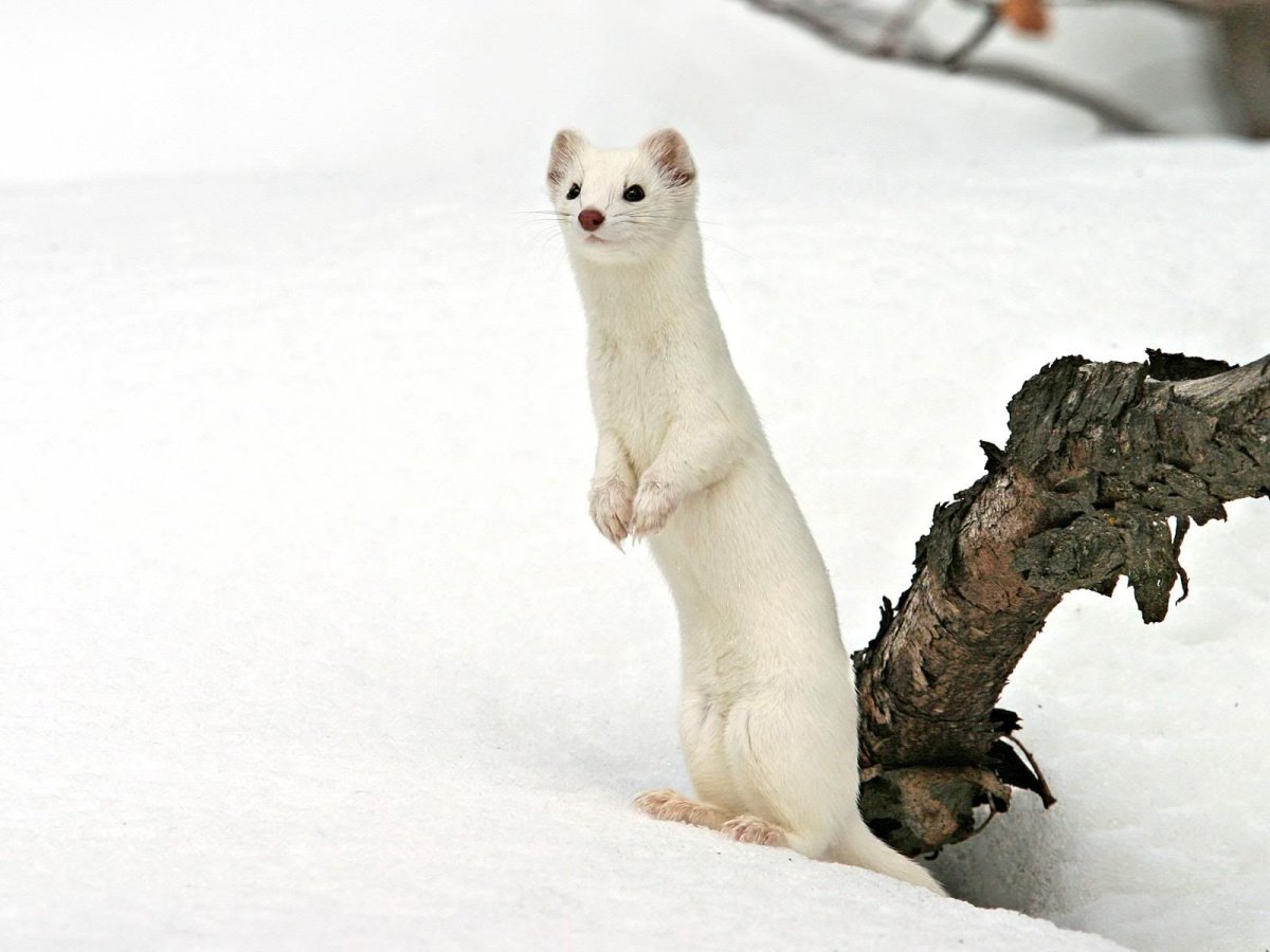 Горностай, ласка, Мангуст