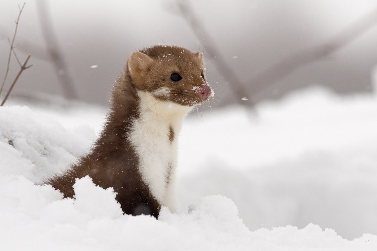 Ласка Mustela nivalis Linnaeus, 1766