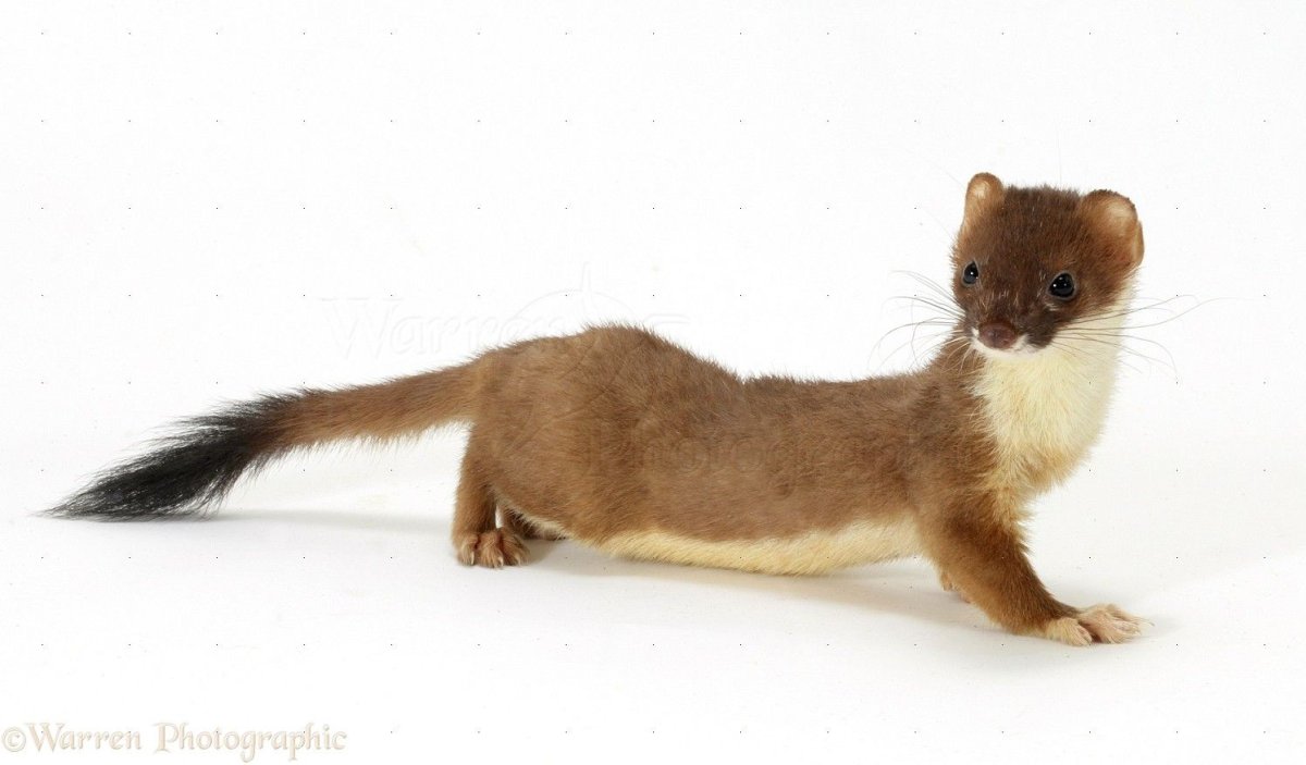 Горностай (Mustela erminea)