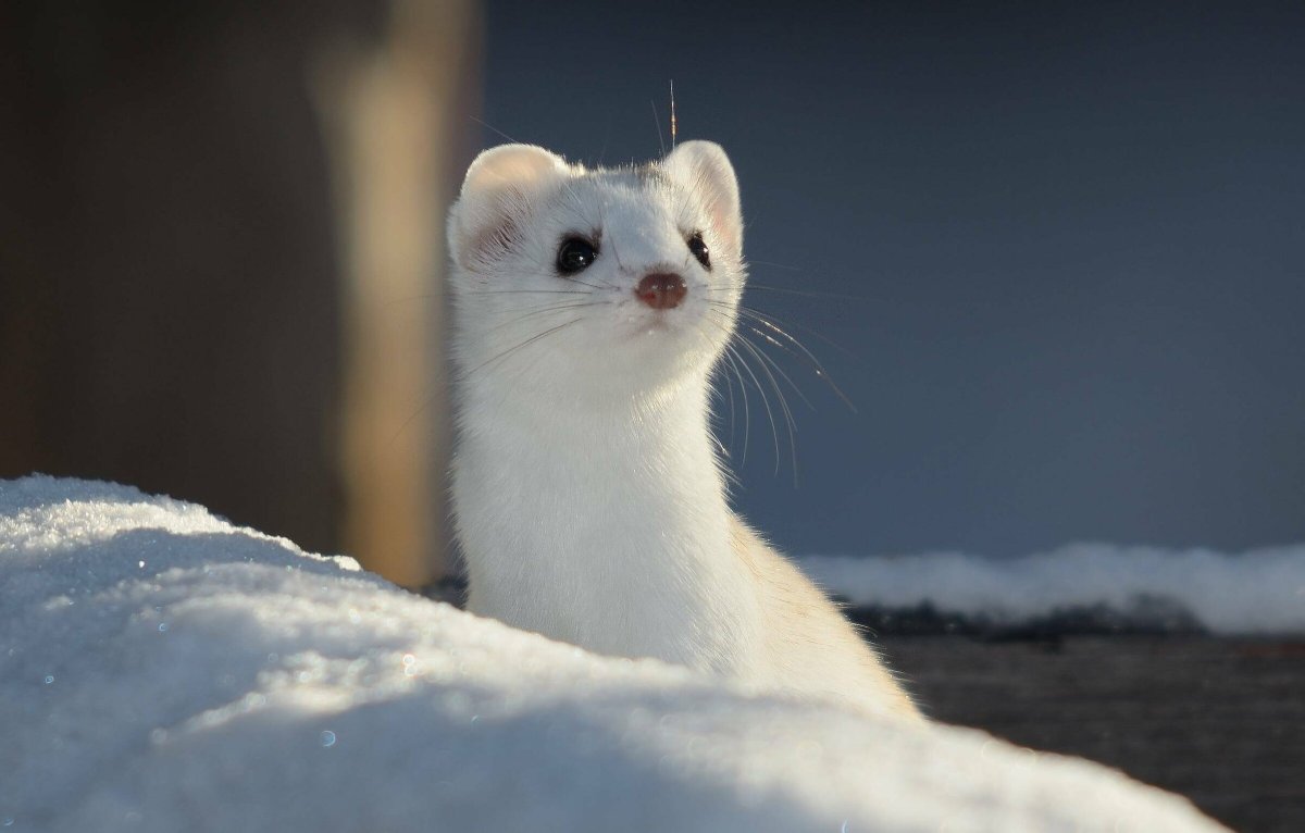 Животные тундры горностай