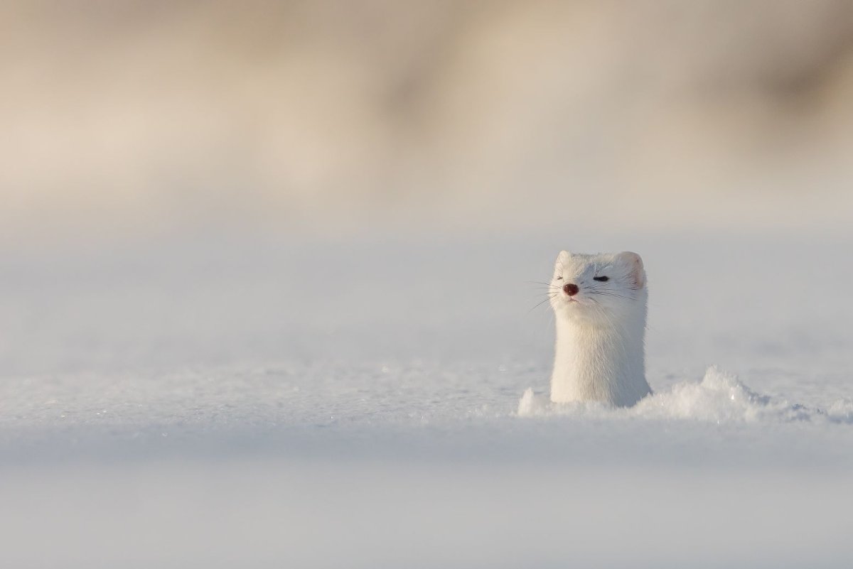 Лесная куница горностай