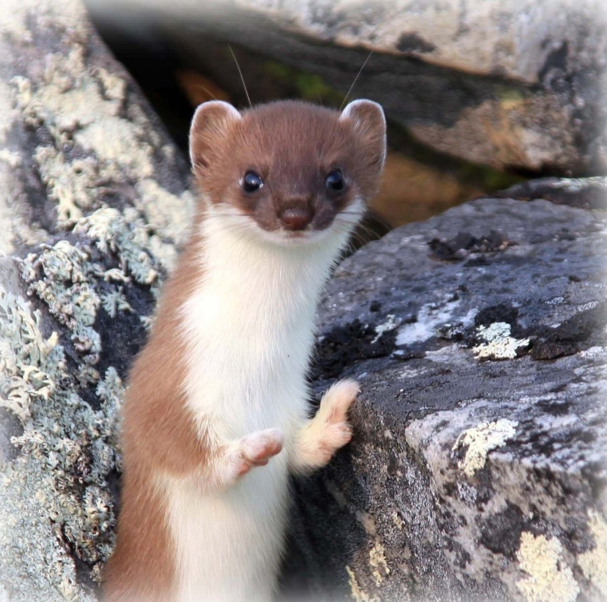 Ласка животное