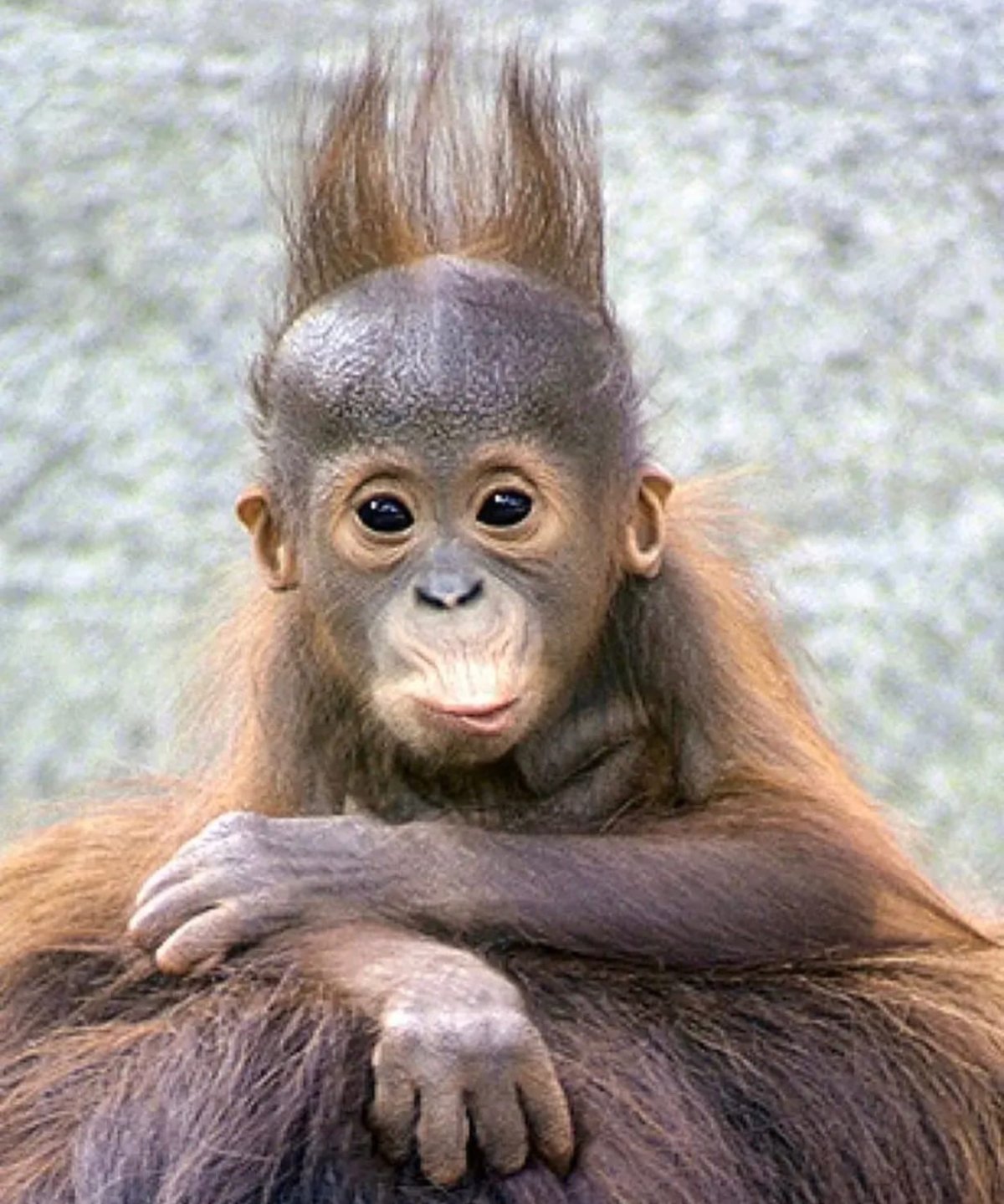 Доброе утро обезьянка