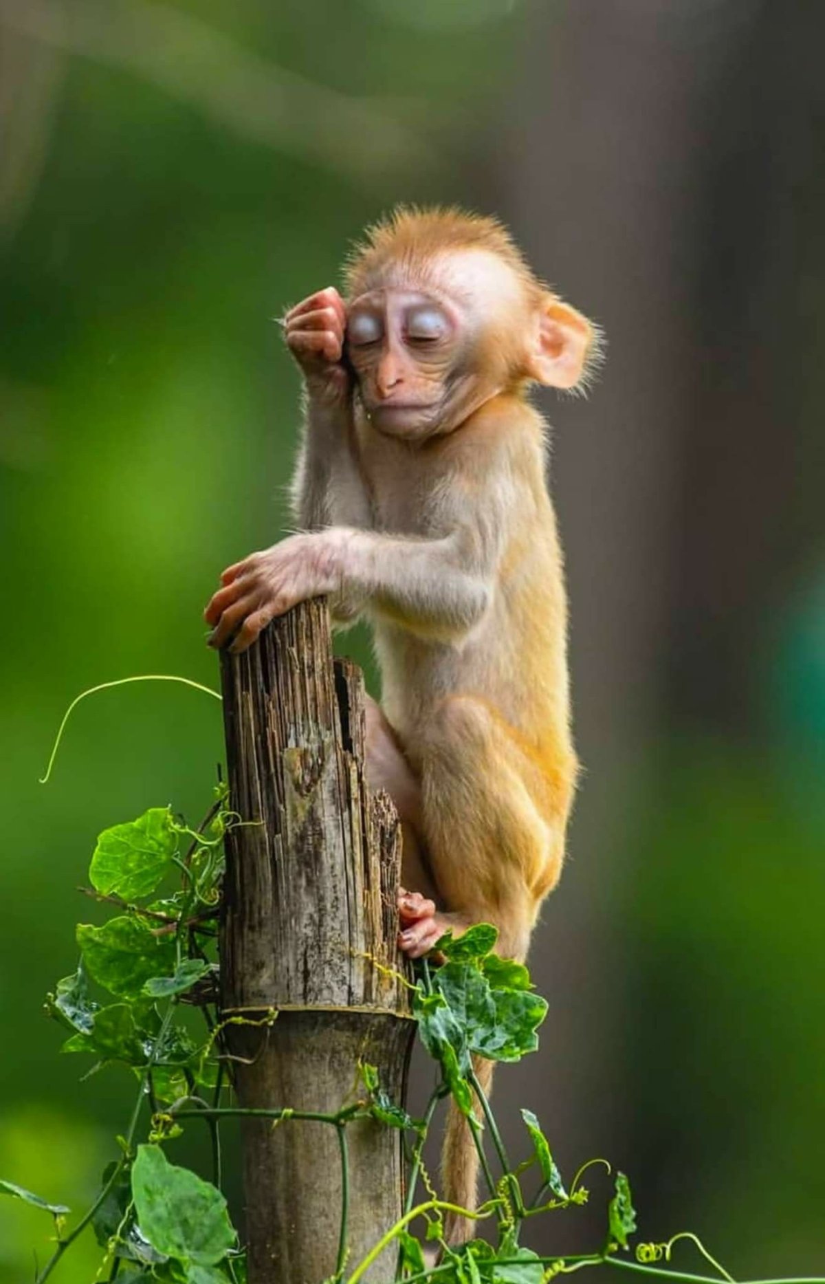 Обезьяна удивлена