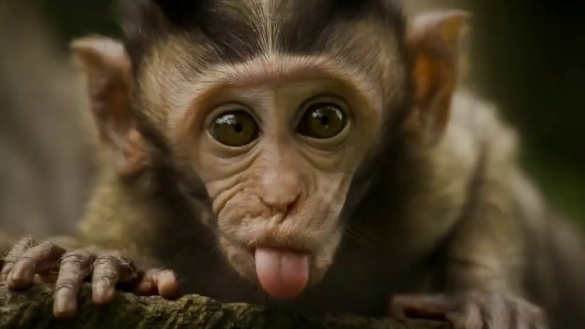 Рыжие обезьянки