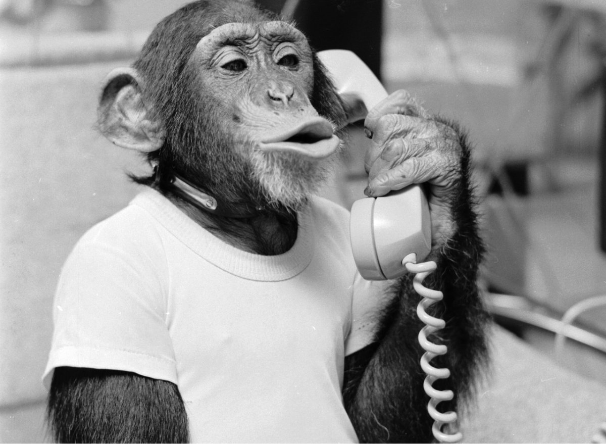 Обезьяна юмор