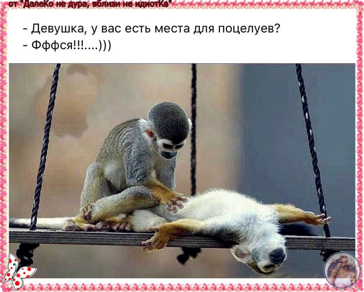 Обезьяна в офисе