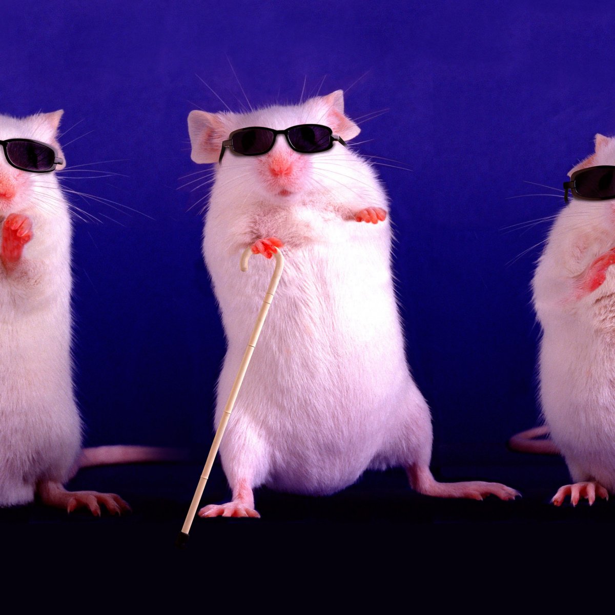 С днем рождения крыса